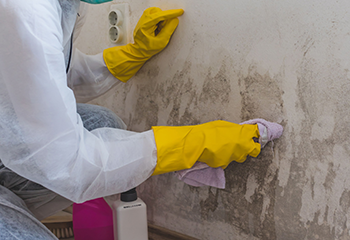 Professional Mold Remediation Services | San Fernando Valley
